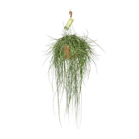 Rhipsalis Floccosa (Ø21cm - 70cm) Plant Greenify