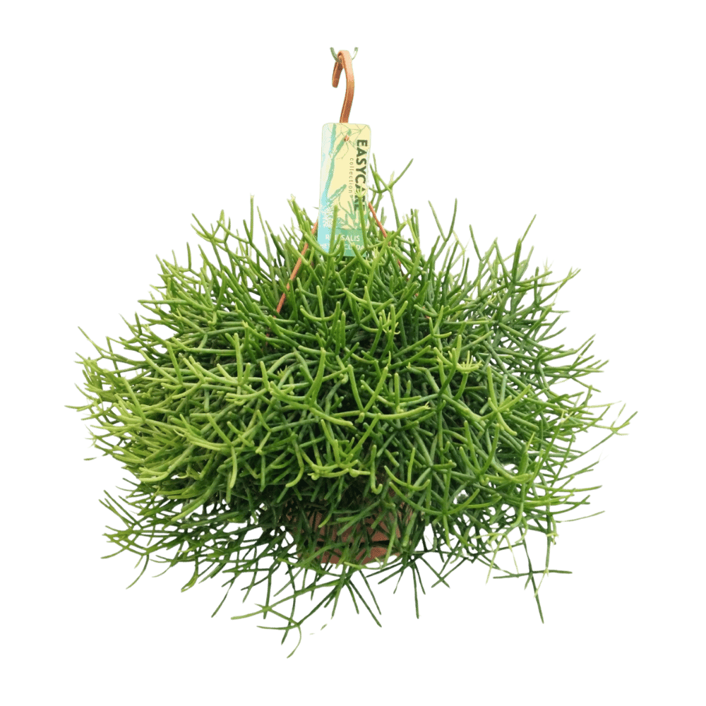Rhipsalis Heteroclada (Ø21cm - 40cm) Plant Greenify