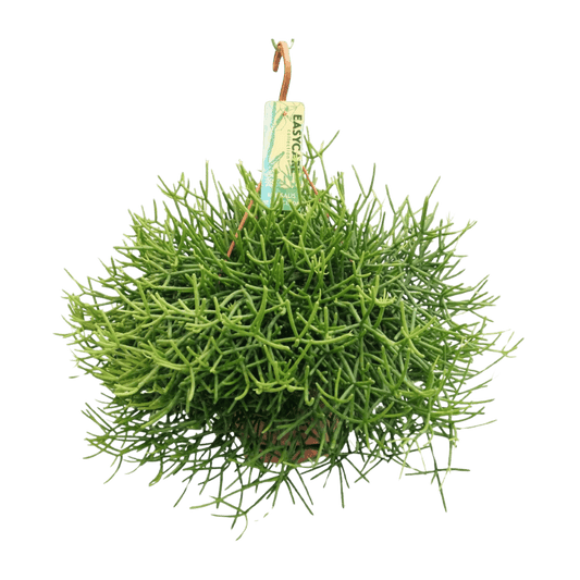 Rhipsalis Heteroclada (Ø21cm - 40cm) Plant Greenify