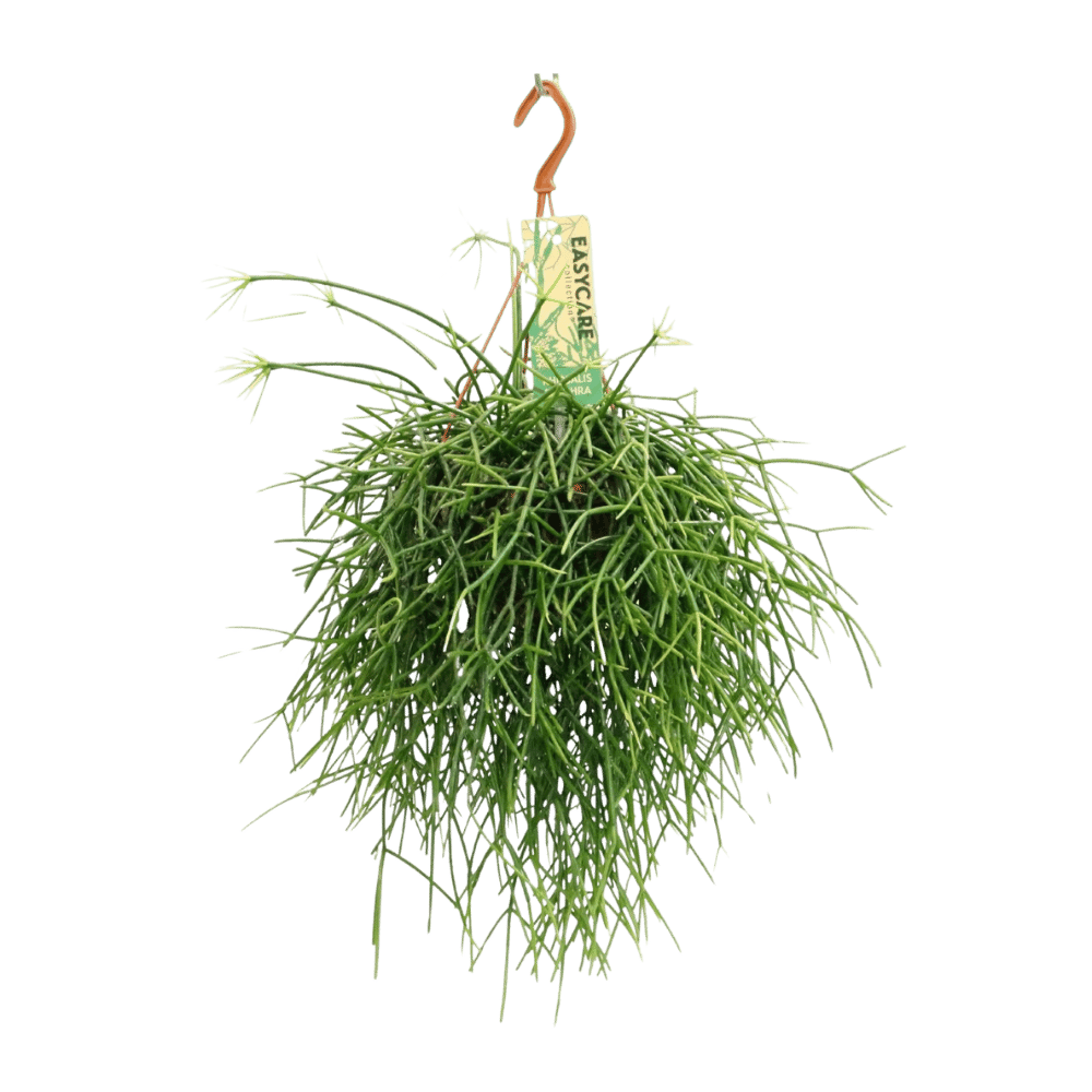 Rhipsalis Pulchra (Ø14cm - 35cm) Plant Greenify