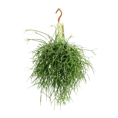 Rhipsalis Pulchra (Ø14cm - 35cm) Plant Greenify