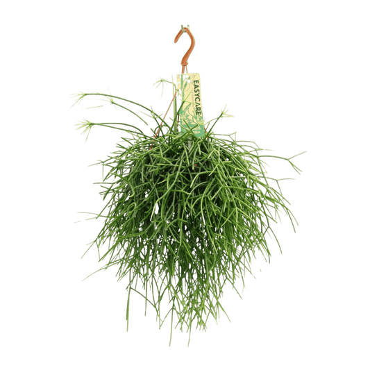 Rhipsalis Pulchra (Ø14cm - 35cm) Plant Greenify