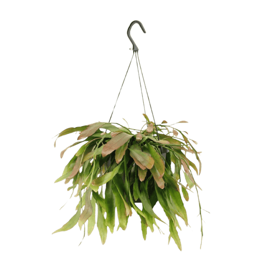 Rhipsalis Red Coral (Ø17cm - 25cm) Plant Greenify