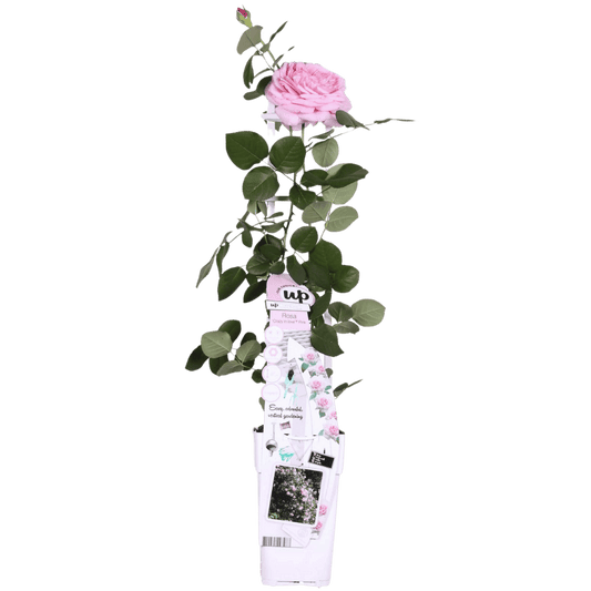 Rosa Crazy in love 'Pink' - Roze Roos - Ø15cm Plant Greenify