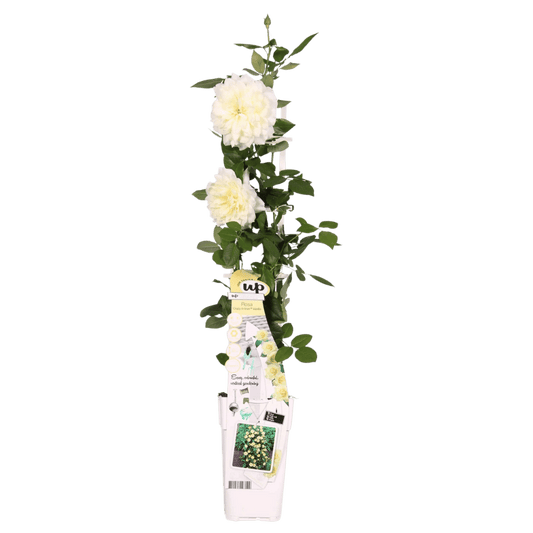 Rosa Crazy in love 'Vanilla' - Creme Roos - Ø15cm Plant Greenify