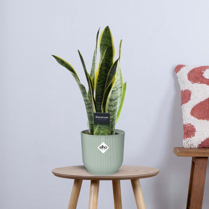 Sansevieria Laurentii - (45 cm - ø12)
