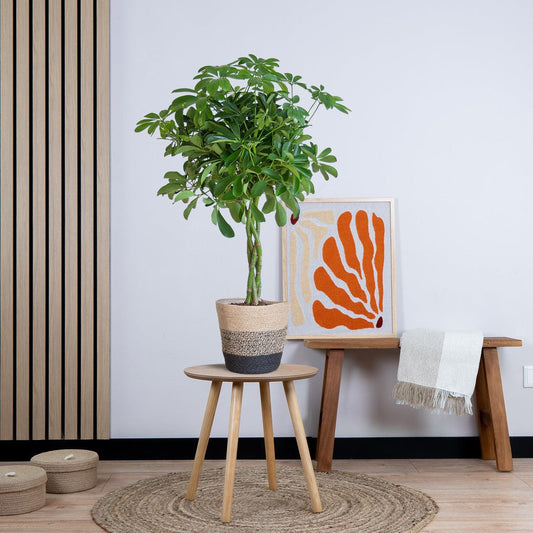 Schefflera Arboricola Nora met pot (70cm - Ø21)