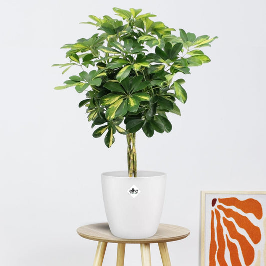 Schefflera Arboricola Gold Capella (75cm - Ø19cm)