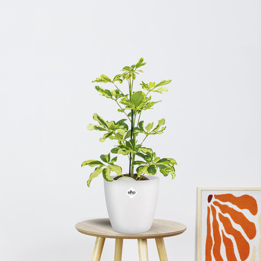 Schefflera Charlotte (45cm - Ø13cm)