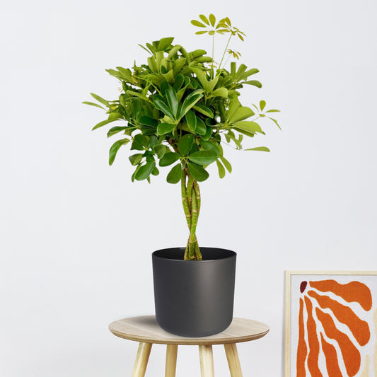 Schefflera Compacta (80cm - Ø19cm)