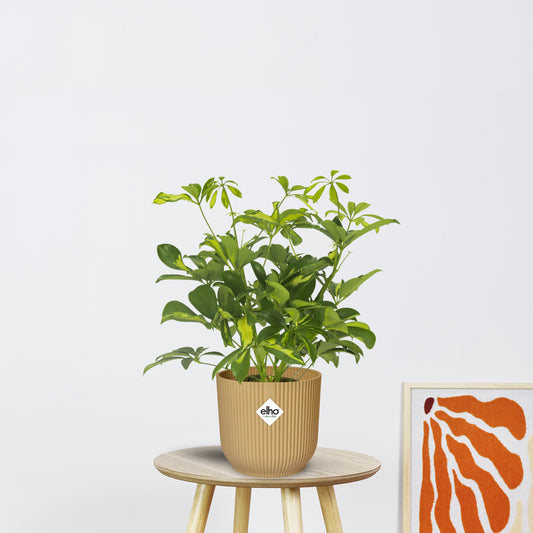 Schefflera Gerda (35cm - Ø13cm)