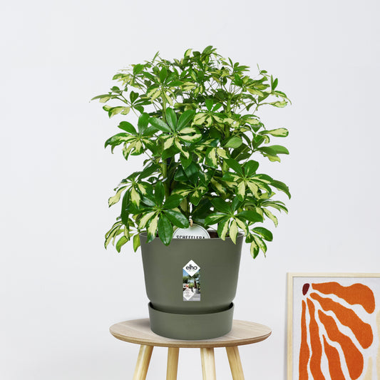 Schefflera Gerda (55cm - Ø21cm)