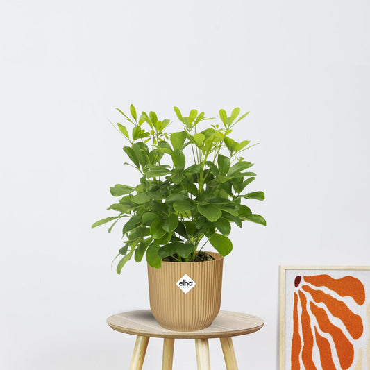 Schefflera Nora (35cm - Ø13cm)