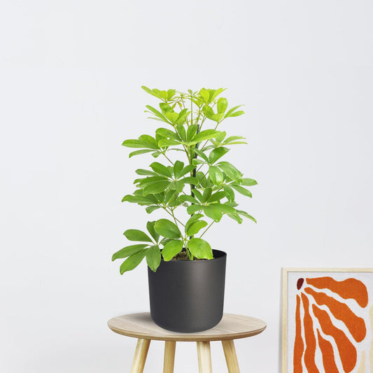 Schefflera Nora (45cm - Ø13cm)