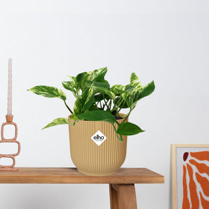 Epipremnum Marble Queen in ELHO Vibes Fold 14cm