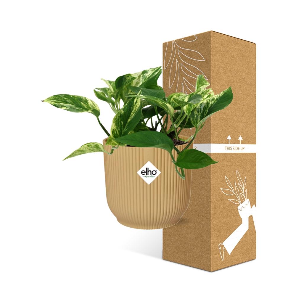 Epipremnum Marble Queen in ELHO Vibes Fold 14cm