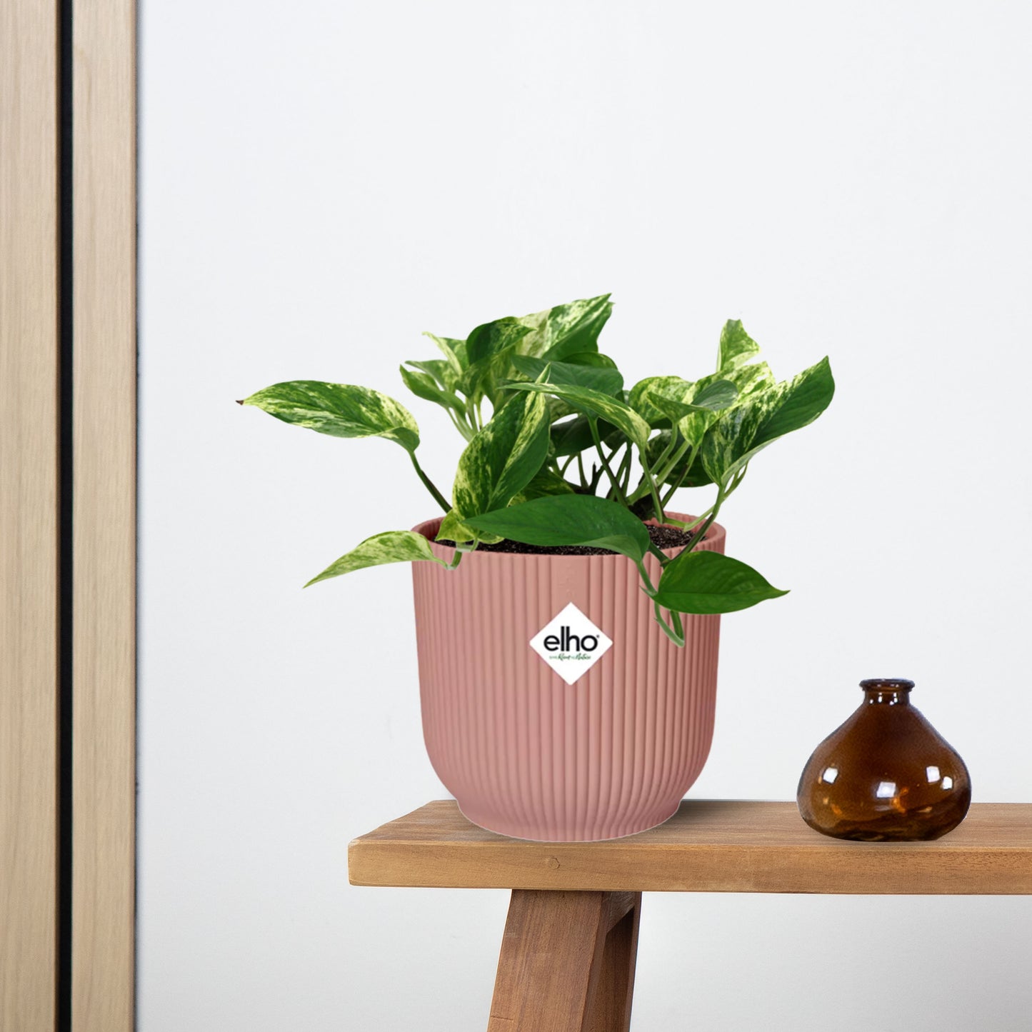 Epipremnum Marble Queen in ELHO Vibes Fold 14cm