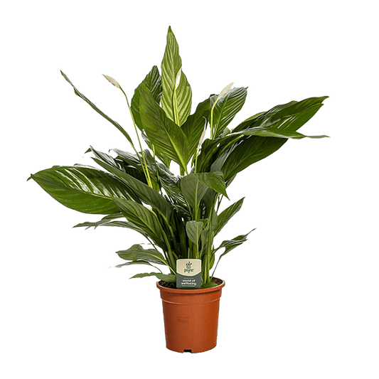 Spathiphyllum Bingo Cupido (80cm - Ø19cm) Plant Greenify