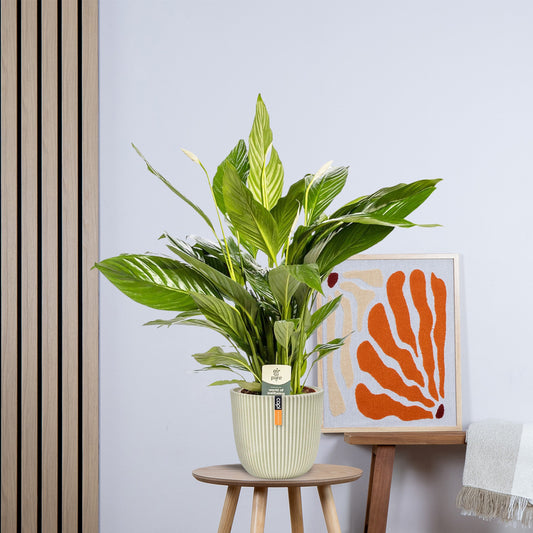 Spathiphyllum Bingo Cupido zonder pot (80cm - Ø19cm)