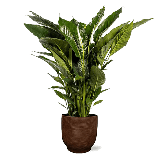 Spathiphyllum Sweet Sebastiano + mooie grote sierpot (110cm - Ø24cm) Plant Greenify