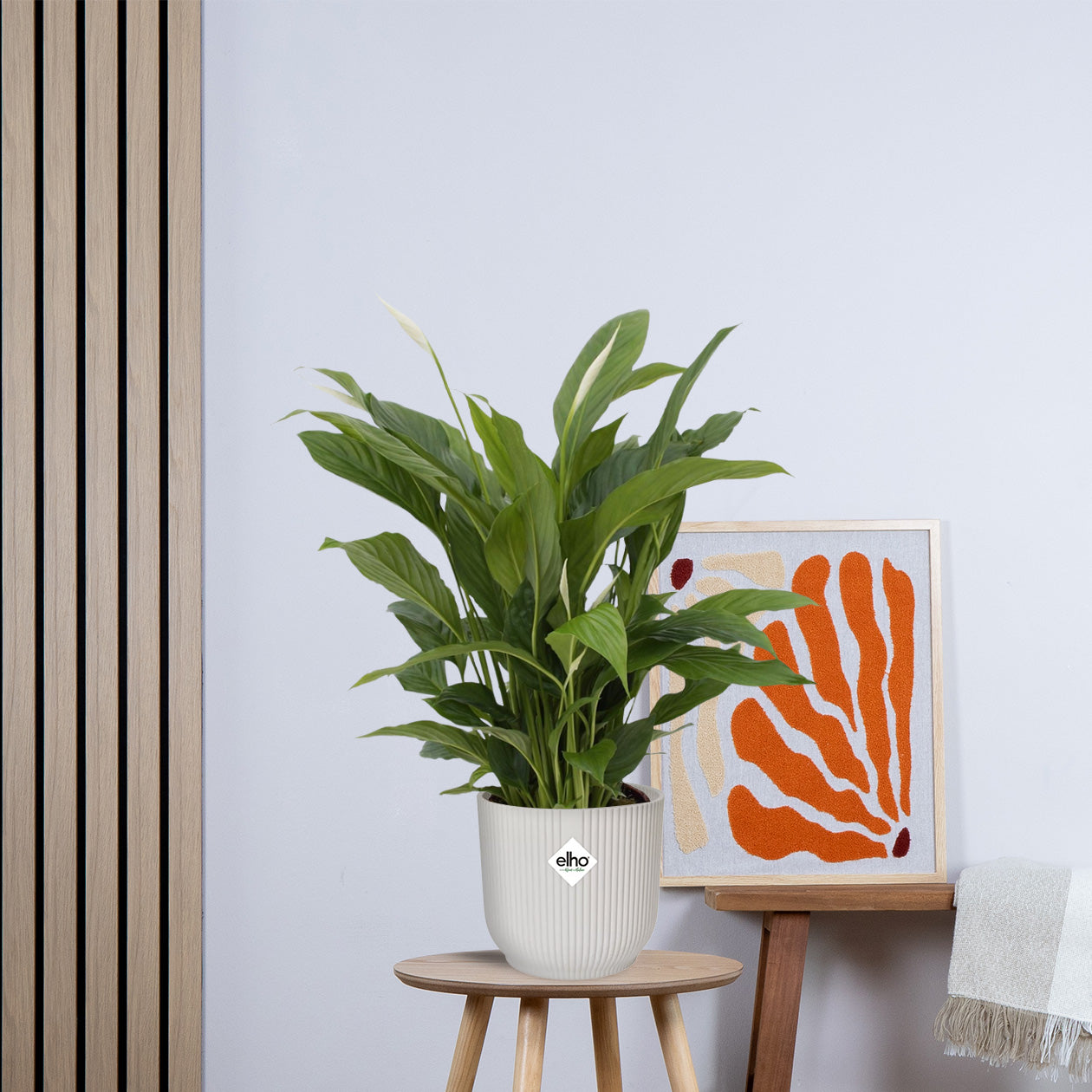 Spathiphyllum Torelli zonder pot (65cm - Ø17cm)