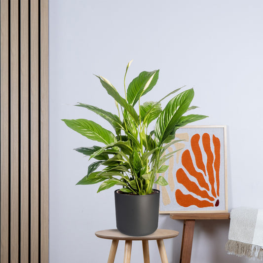 Spathiphyllum Vivaldi zonder pot (70cm - Ø17cm)