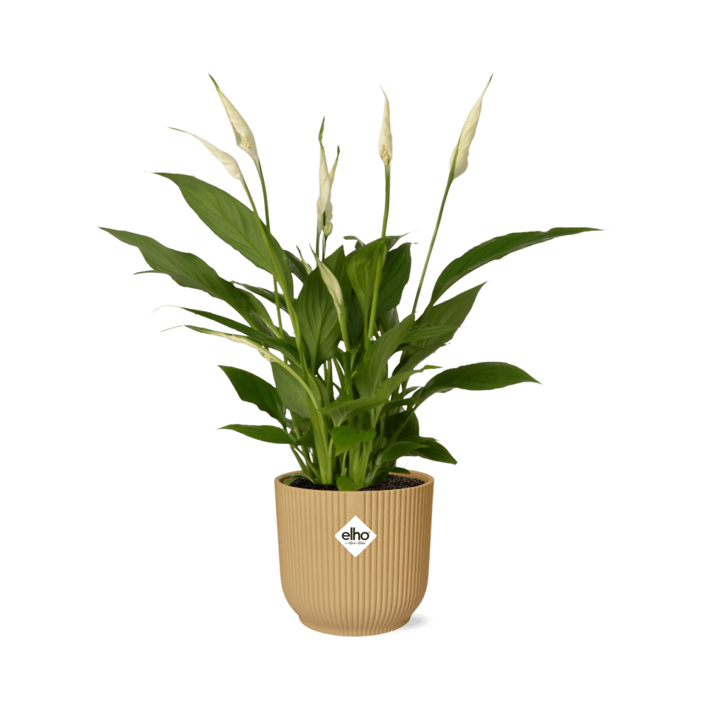 Spathiphyllum lepelplant (30-40 cm hoog + 12 cm Torelli in ELHO Vibes Fold 14cm) Plant Greenify