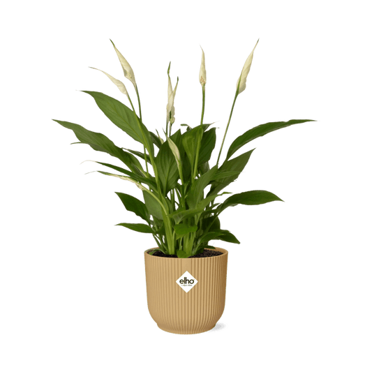 Spathiphyllum lepelplant (30-40 cm hoog + 12 cm Torelli in ELHO Vibes Fold 14cm) Plant Greenify