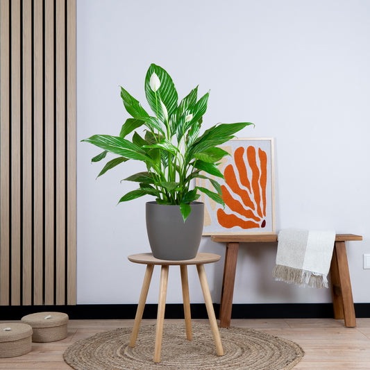 Lepelplant inclusief pot naar keuze (80cm - Ø21)