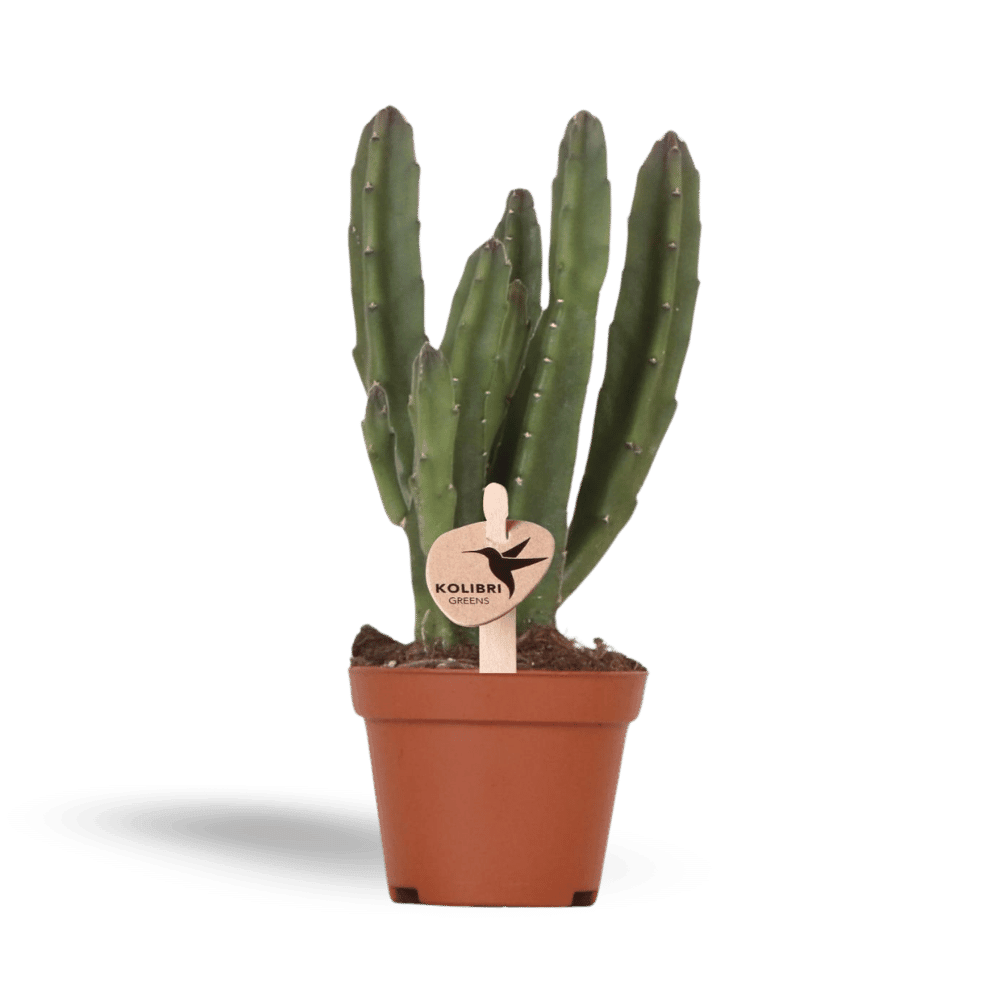 Kleine Stapelia (Ø6cm) Plant Greenify