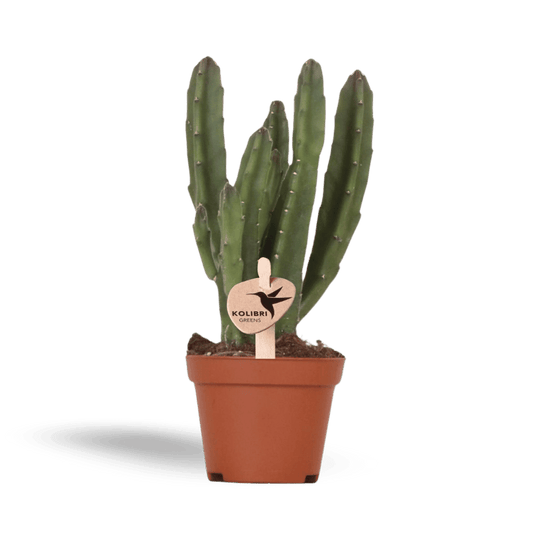 Kleine Stapelia (Ø6cm) Plant Greenify