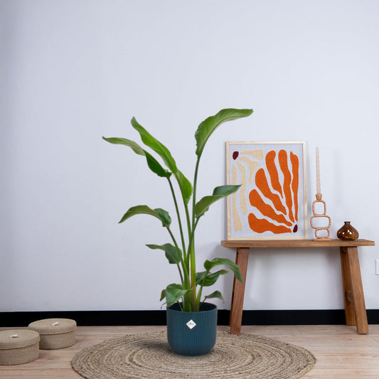 Combi deal - Strelitzia Nicolai inclusief elho Vibes Fold Round (100 cm - Ø22) Plant Greenify