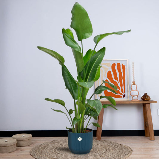 Combi deal - Strelitzia Nicolai inclusief elho Vibes Fold Round (180 cm - Ø30) Plant Greenify