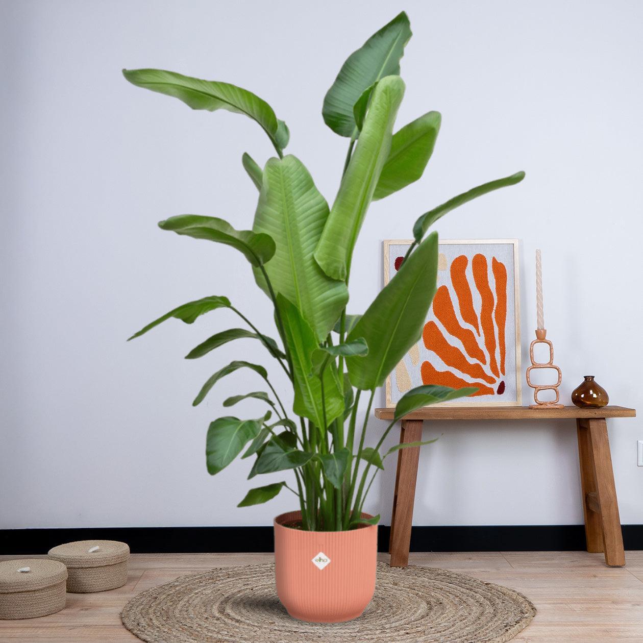 Combi deal - Strelitzia Nicolai inclusief elho Vibes Fold Round (180 cm - Ø30) Plant Greenify