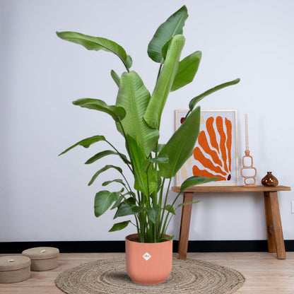 Combi deal - Strelitzia Nicolai inclusief elho Vibes Fold Round (180 cm - Ø30) Plant Greenify