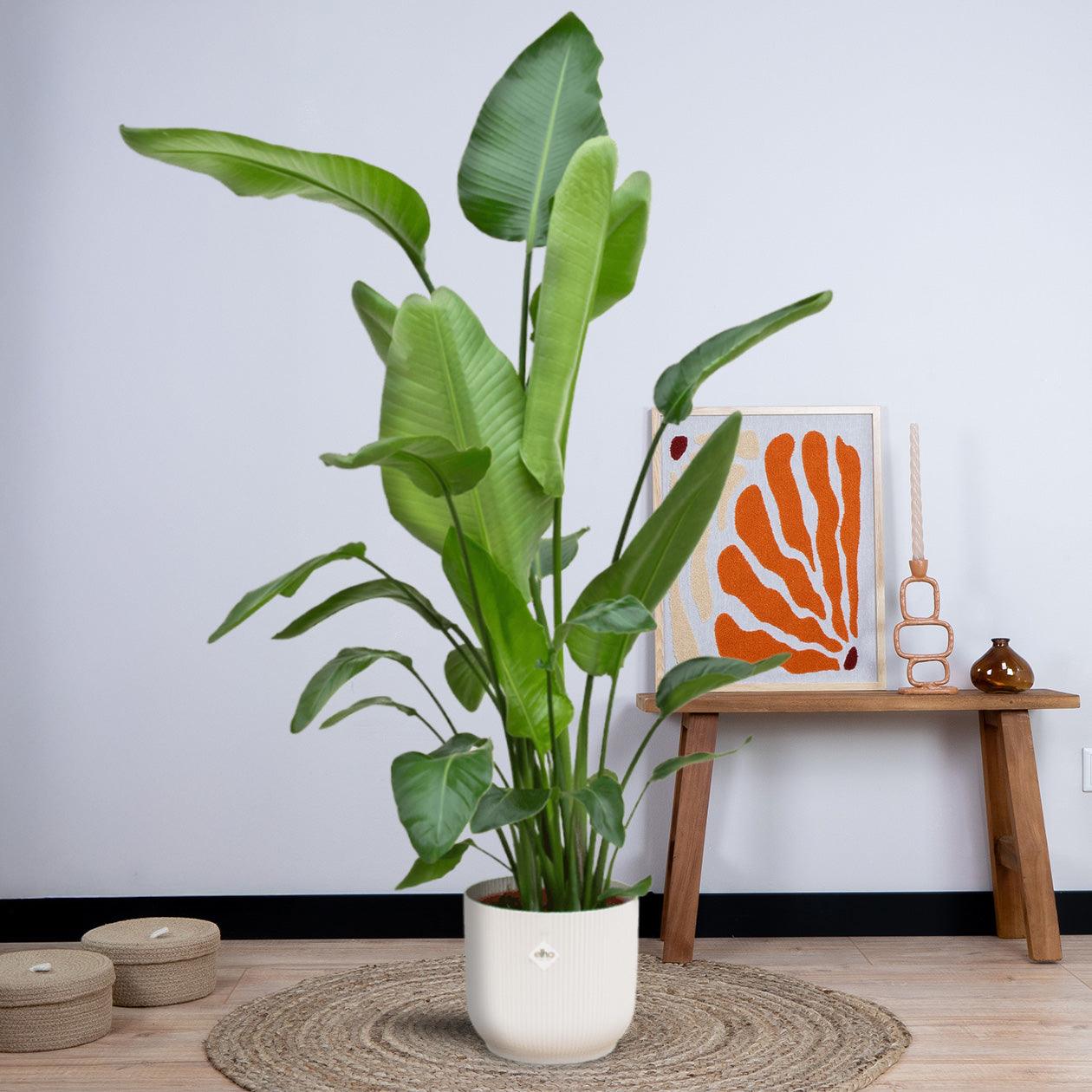 Combi deal - Strelitzia Nicolai inclusief elho Vibes Fold Round (180 cm - Ø30) Plant Greenify