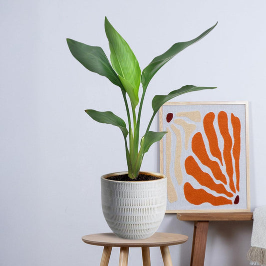 Strelitzia Reginea (40cm - Ø12cm) + Beau Pot D14x13cm - Wit Plant Greenify