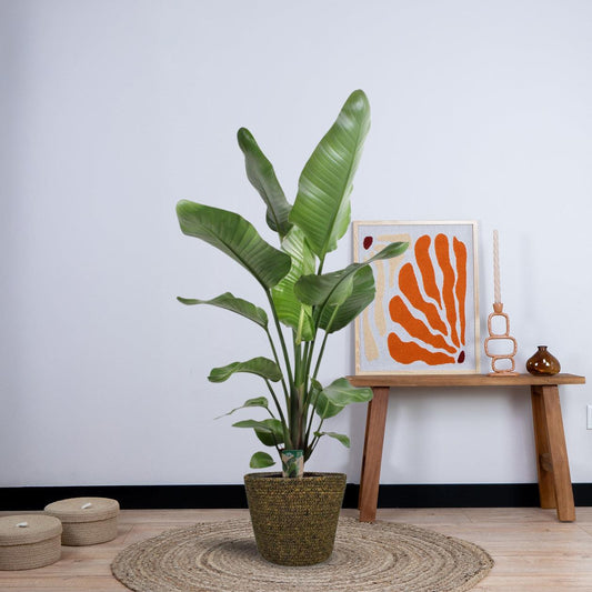 Strelitzia Nicolai (100cm - Ø21cm) + Selin Pot zwart Plant Greenify