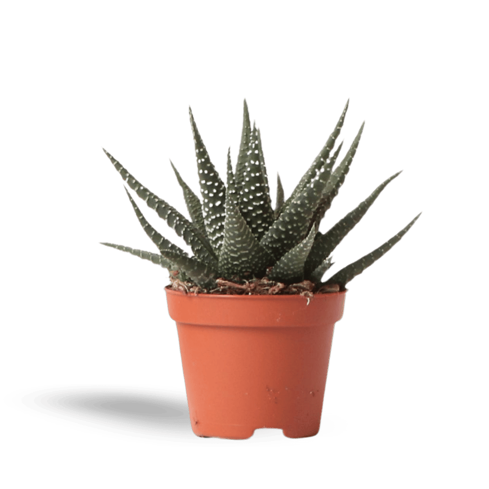 Kleine Succulent Haworthia Royal Highness (Ø6cm) Plant Greenify