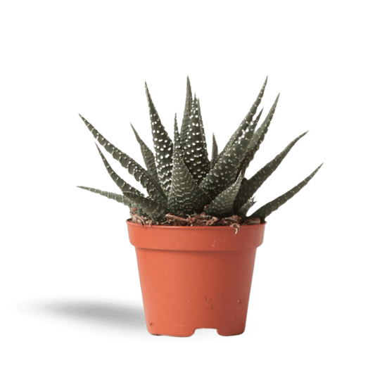 Kleine Succulent Haworthia Royal Highness (Ø6cm) Plant Greenify