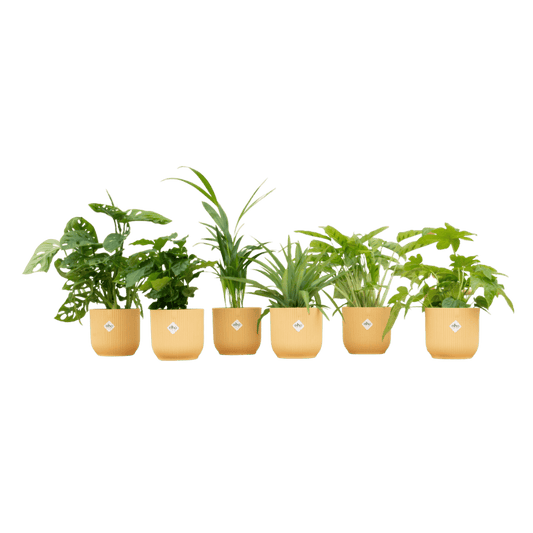 Surprise plantenpakket - 6 planten inclusief elho Vibes Fold Round Ø14 Plant Greenify