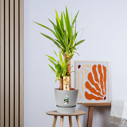 Yucca zonder pot (90cm - Ø17cm)