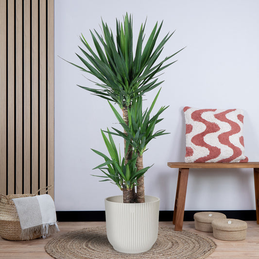 Yucca Elephantipes zonder pot (140 cm - ø27)