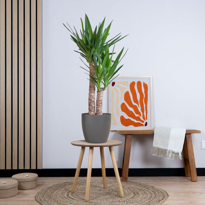 Yucca Elephantipes met pot (90cm - Ø21)