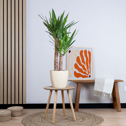 Yucca Elephantipes met pot (90cm - Ø21)
