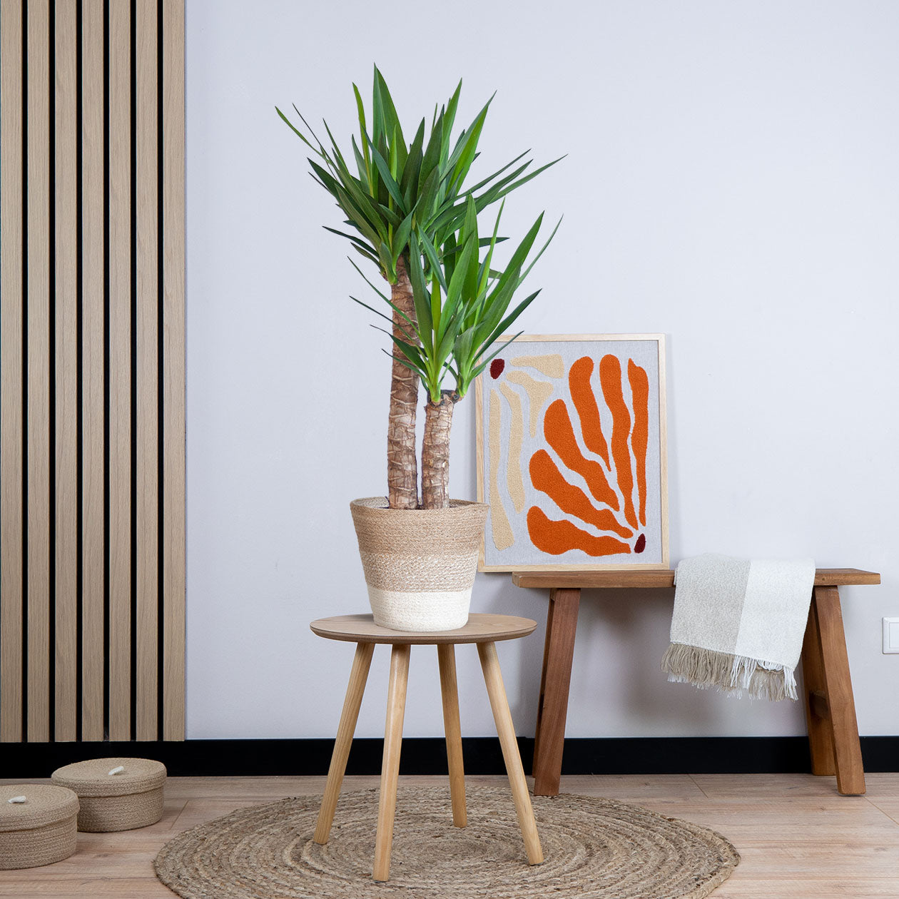 Yucca Elephantipes met pot (90cm - Ø21)