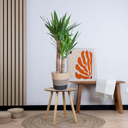 Yucca Elephantipes met pot (90cm - Ø21)