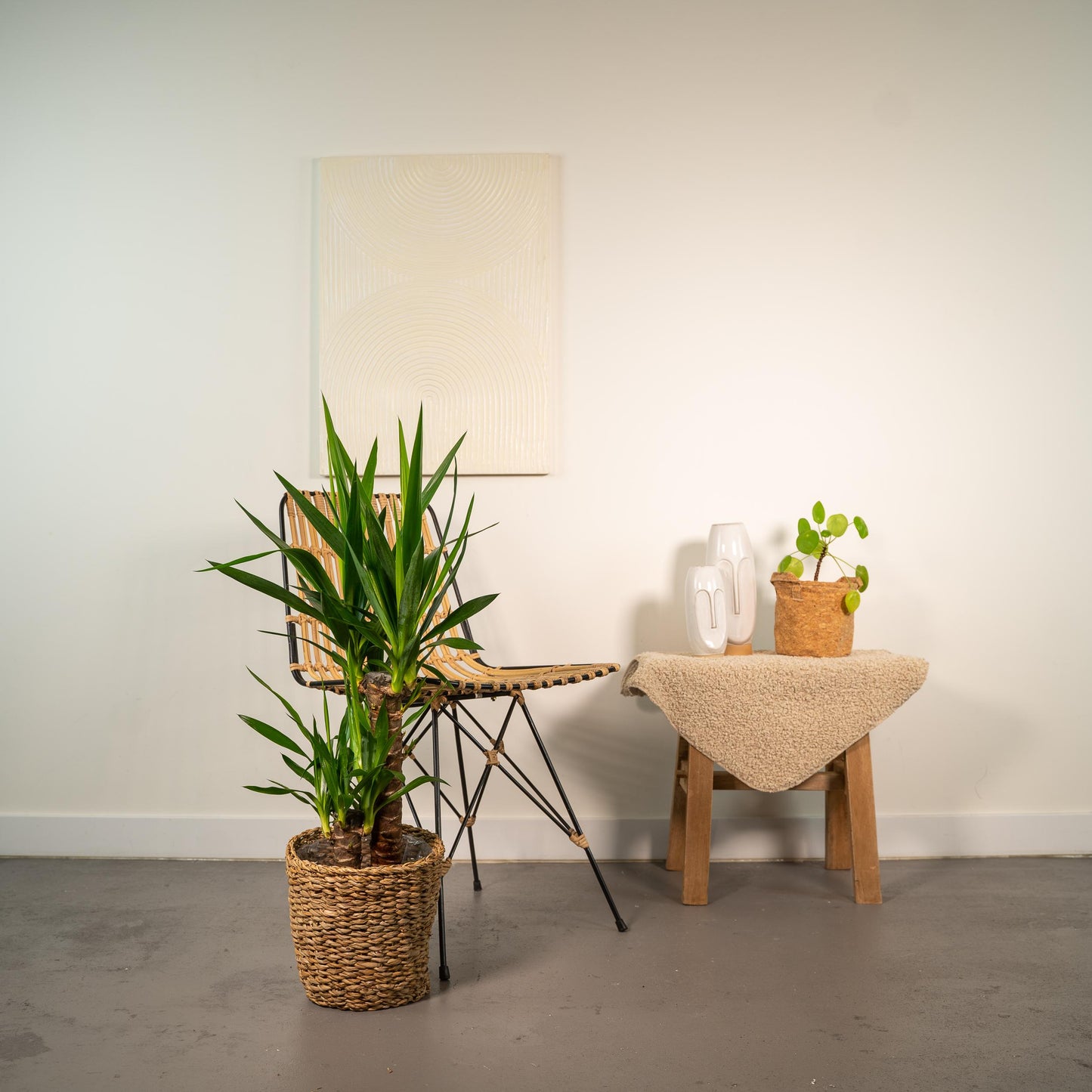 Yucca zonder pot (90cm - Ø17cm)