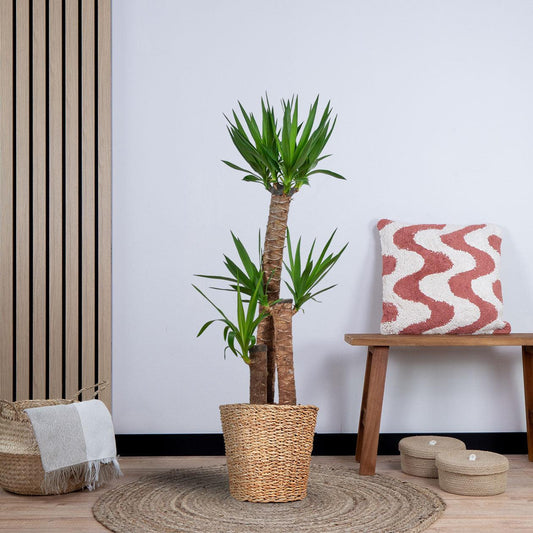 Yucca XL met Noah mand (125cm - Ø24) Plant Greenify