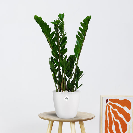 Zamioculcas Zamiifolia (50cm - Ø14cm)